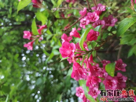 石家莊欒城區(qū)網(wǎng)信辦2020年度網(wǎng)絡(luò)文化精品作品評(píng)選