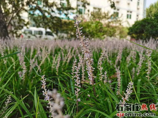 石家莊欒城區(qū)網(wǎng)信辦2020年度網(wǎng)絡(luò)文化精品作品評(píng)選